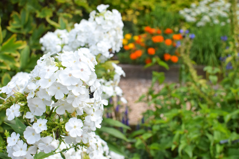 Illustration for article titled Flower Garden